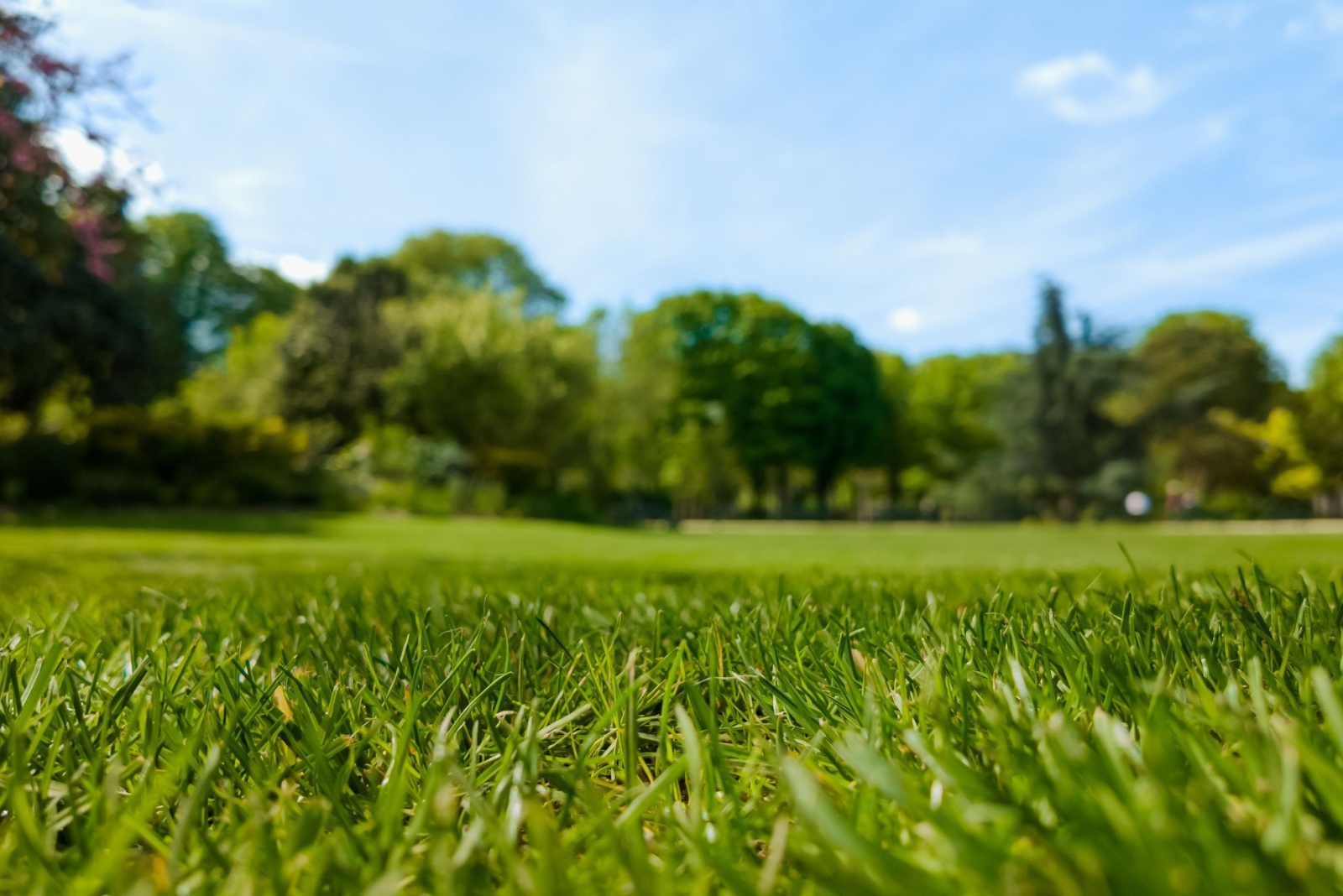Why Massachusetts Homeowners Are Using Baking Soda On Their Lawns This November