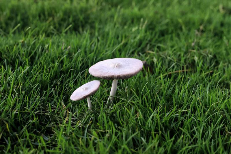 Fighting Lawn Fungus Naturally