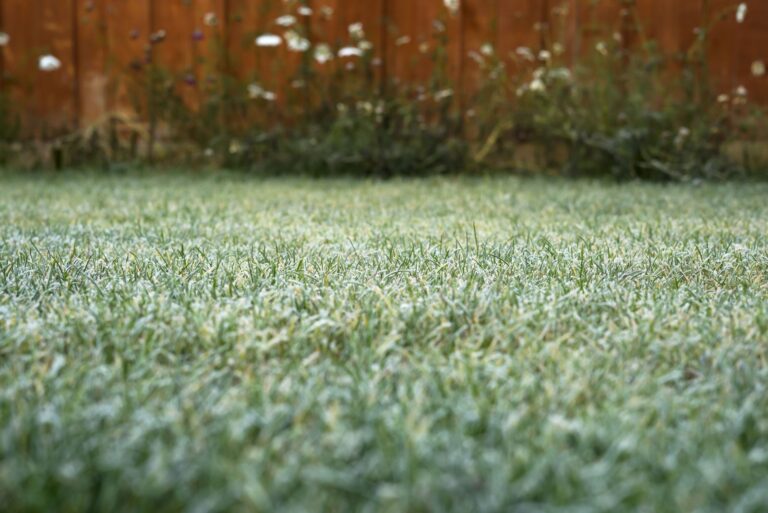 frosty winter grass lawn