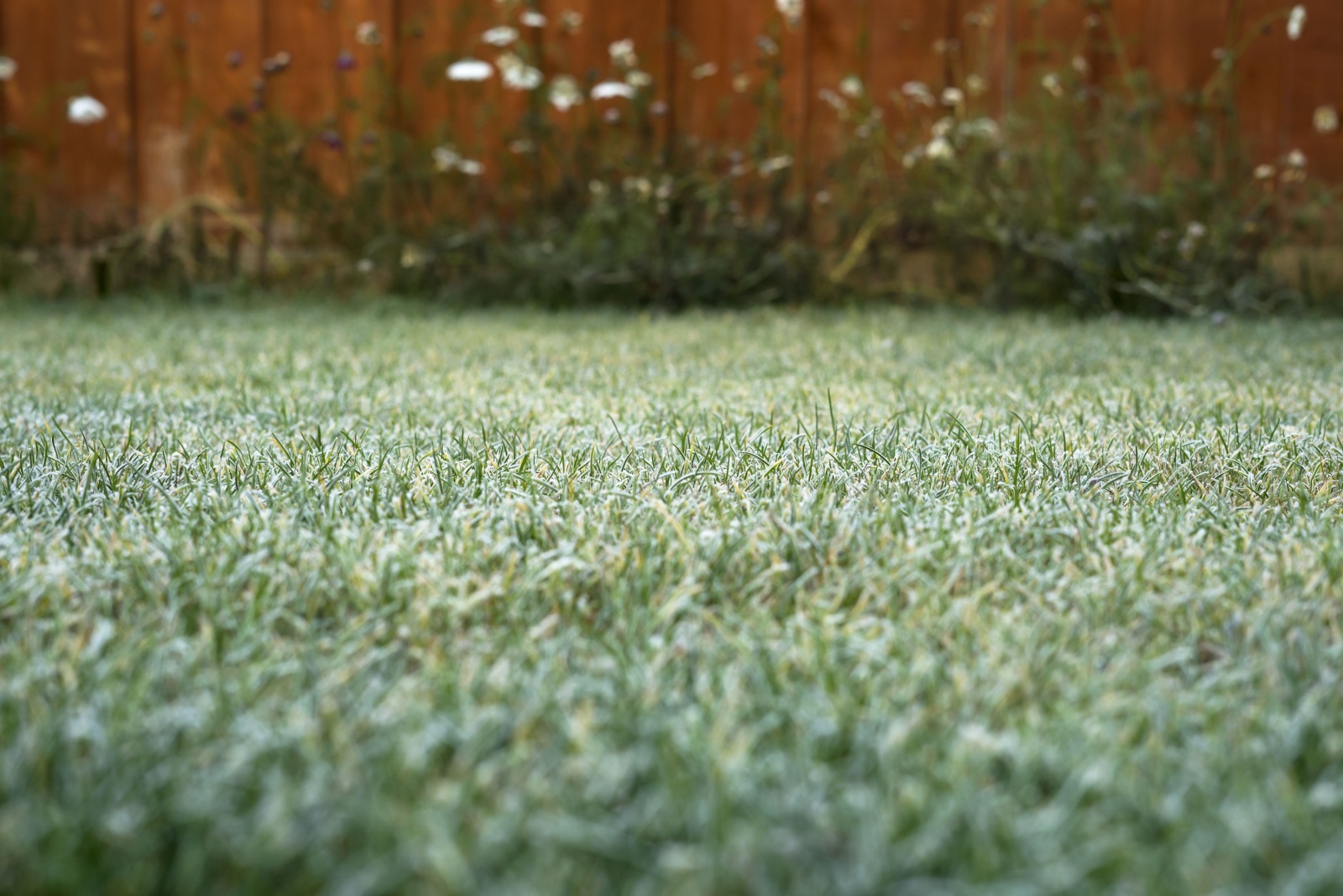 frosty winter grass lawn