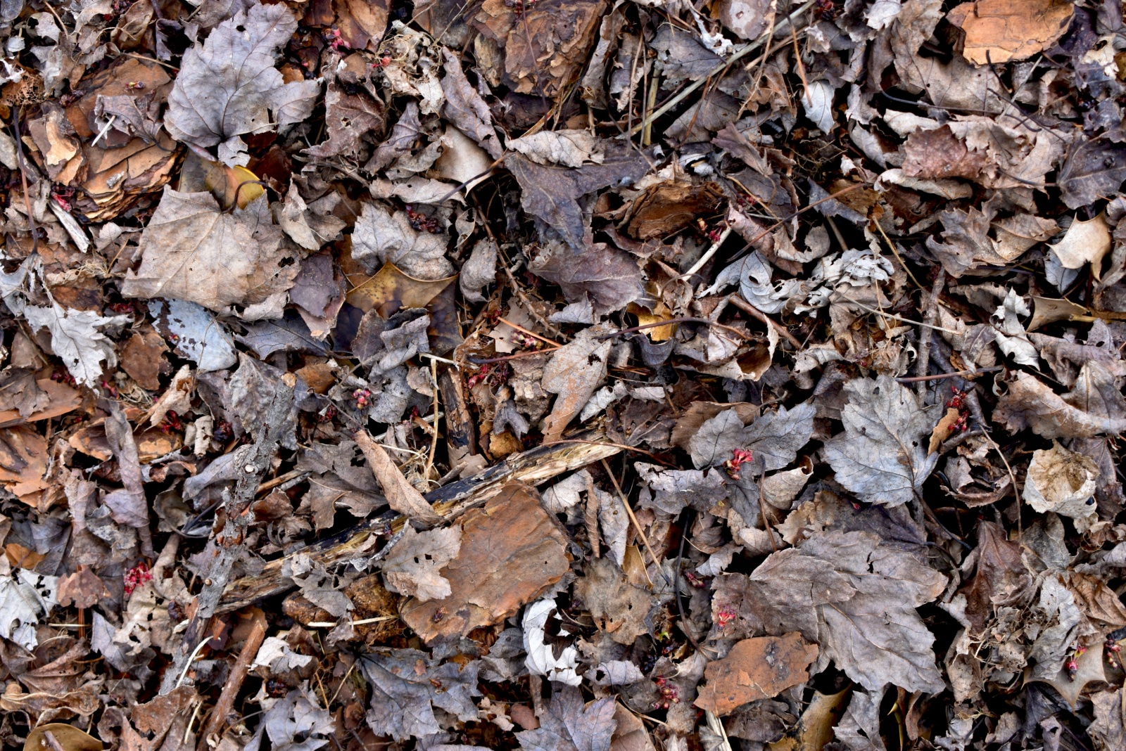 Why Minnesota Gardeners Are Layering Their Soil With This Material Right Now