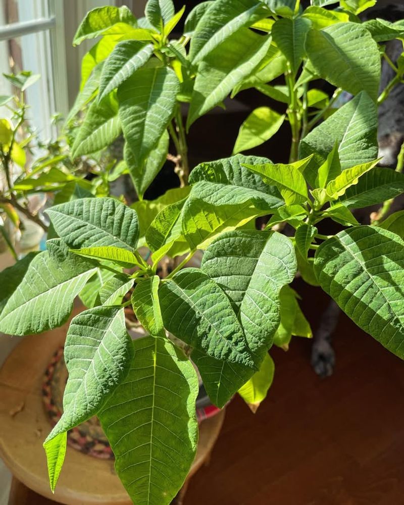 Brutal Cold Temperatures During Transport