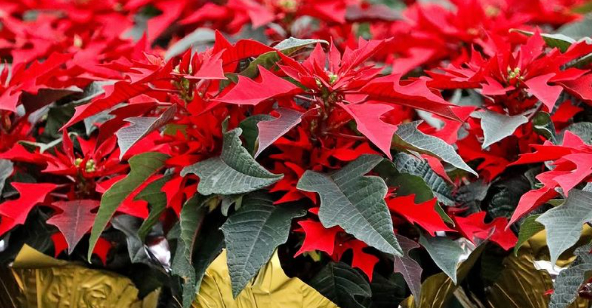 Why Minnesota Homes Are The Tricky Environment For Poinsettias