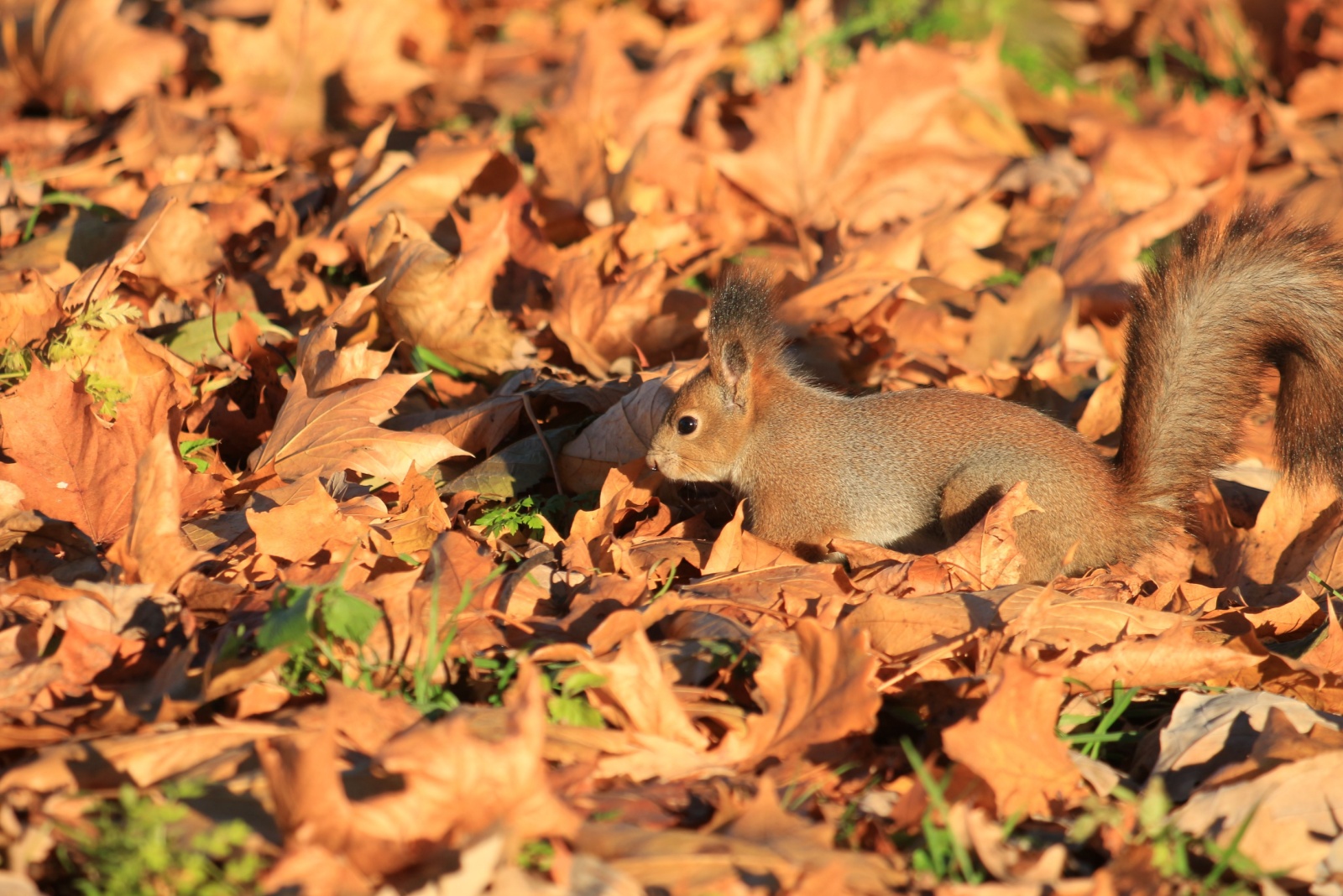 Why Missouri Yard Owners Clear This Area Before Wildlife Arrives For Winter