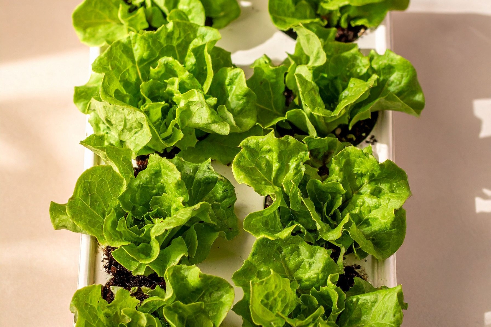 growing plants indoors (featured image)