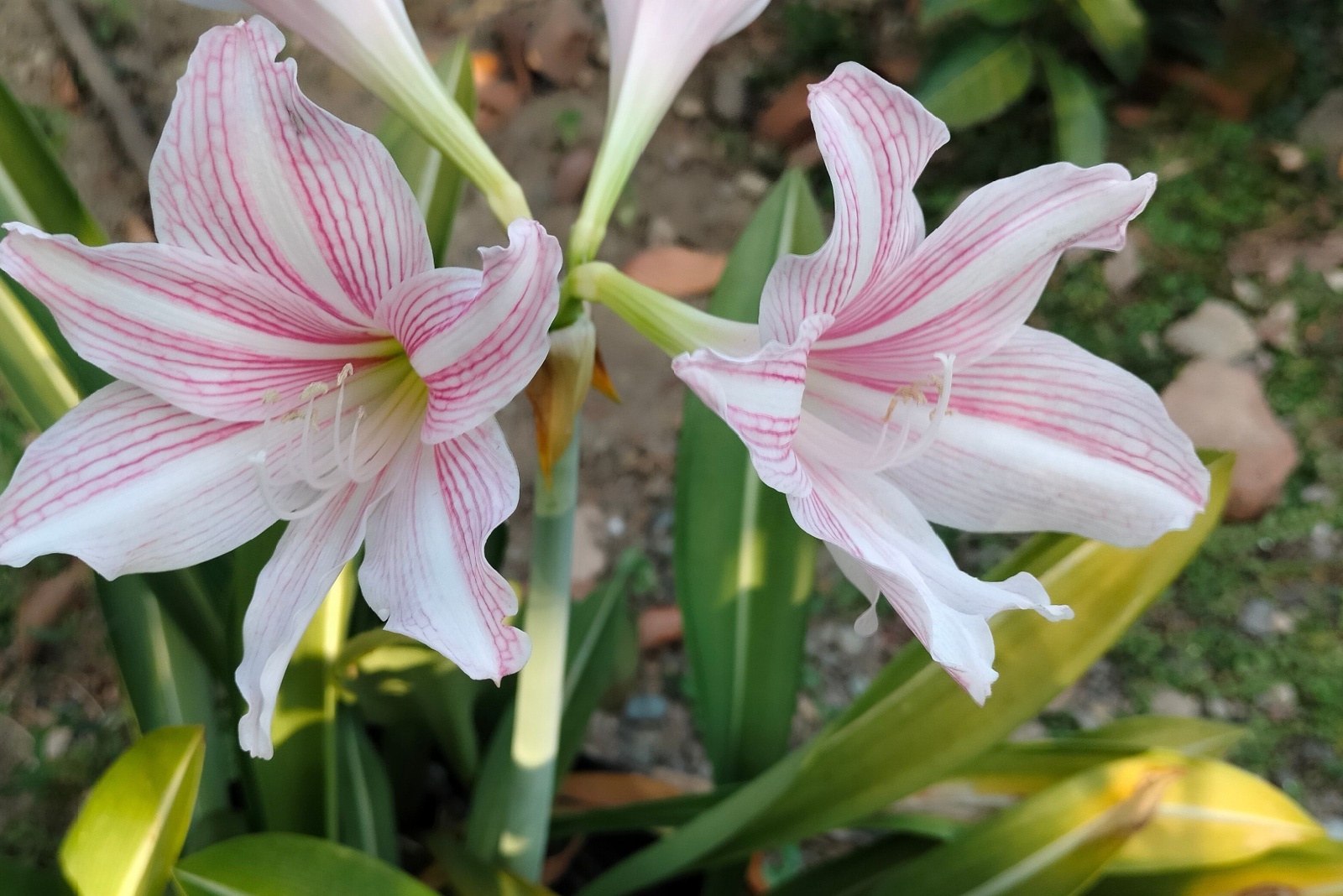 Why More Florida Homeowners Are Planting Amaryllis Outdoors In December