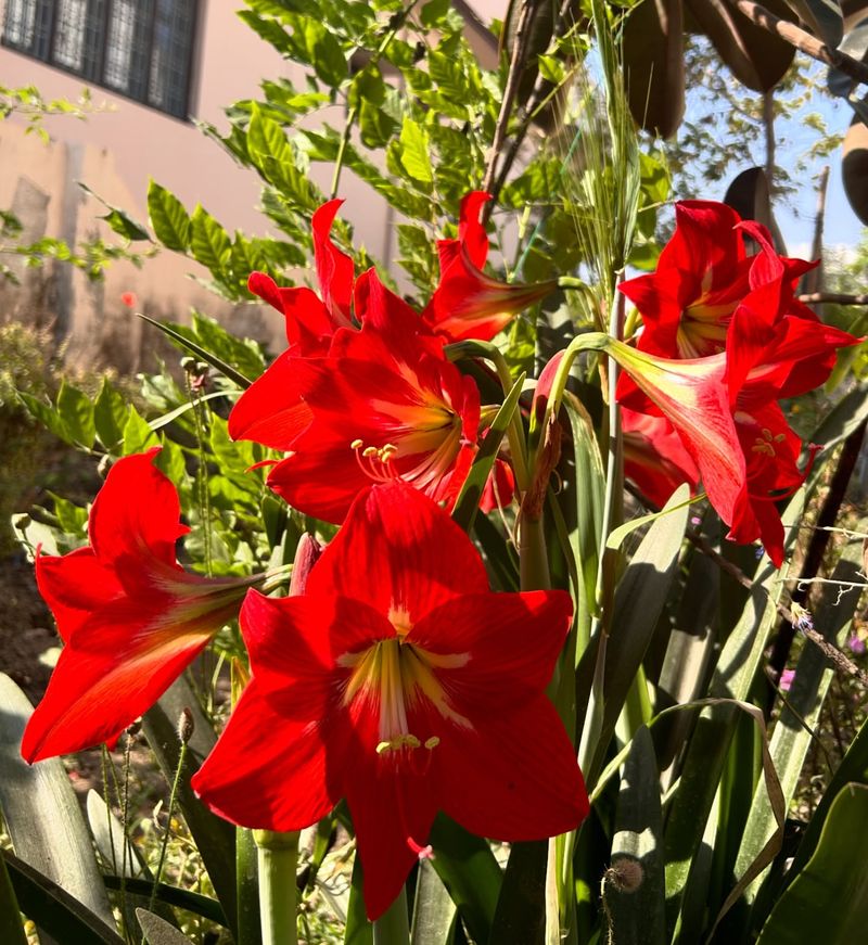 Perfect Climate Conditions