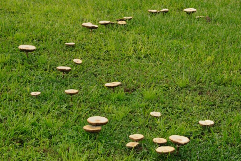 mushrooms on lawn