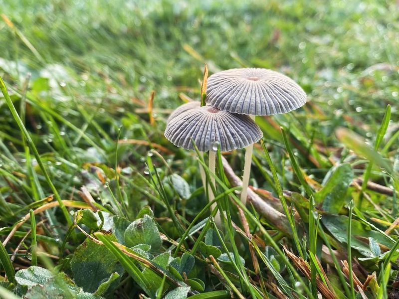 Excess Moisture In Your Soil