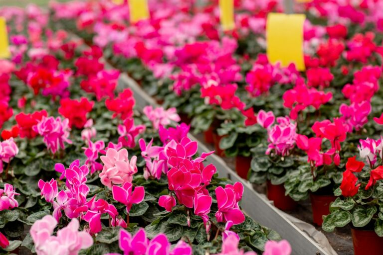 cyclamen for sale