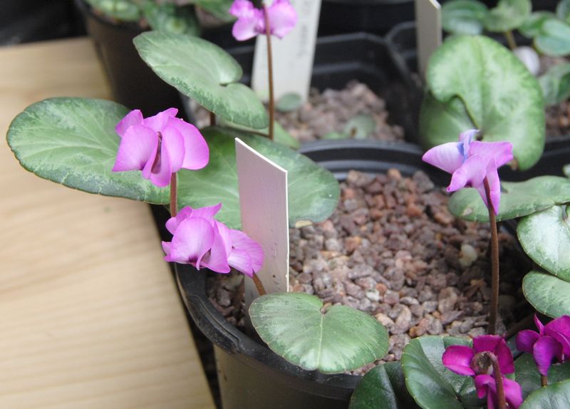 Ignoring Cold Hardiness Zones