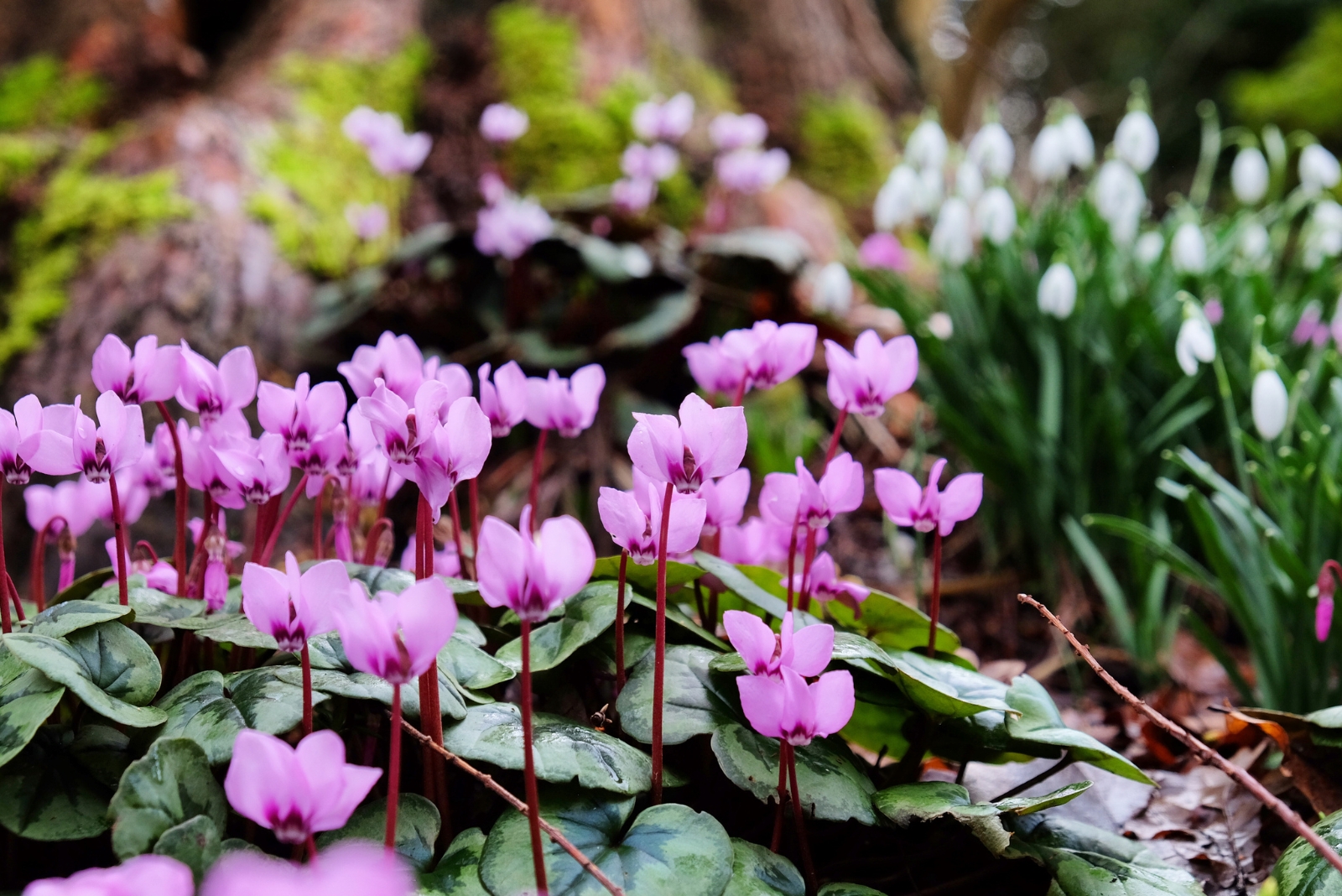 Cyclamen (featured image)