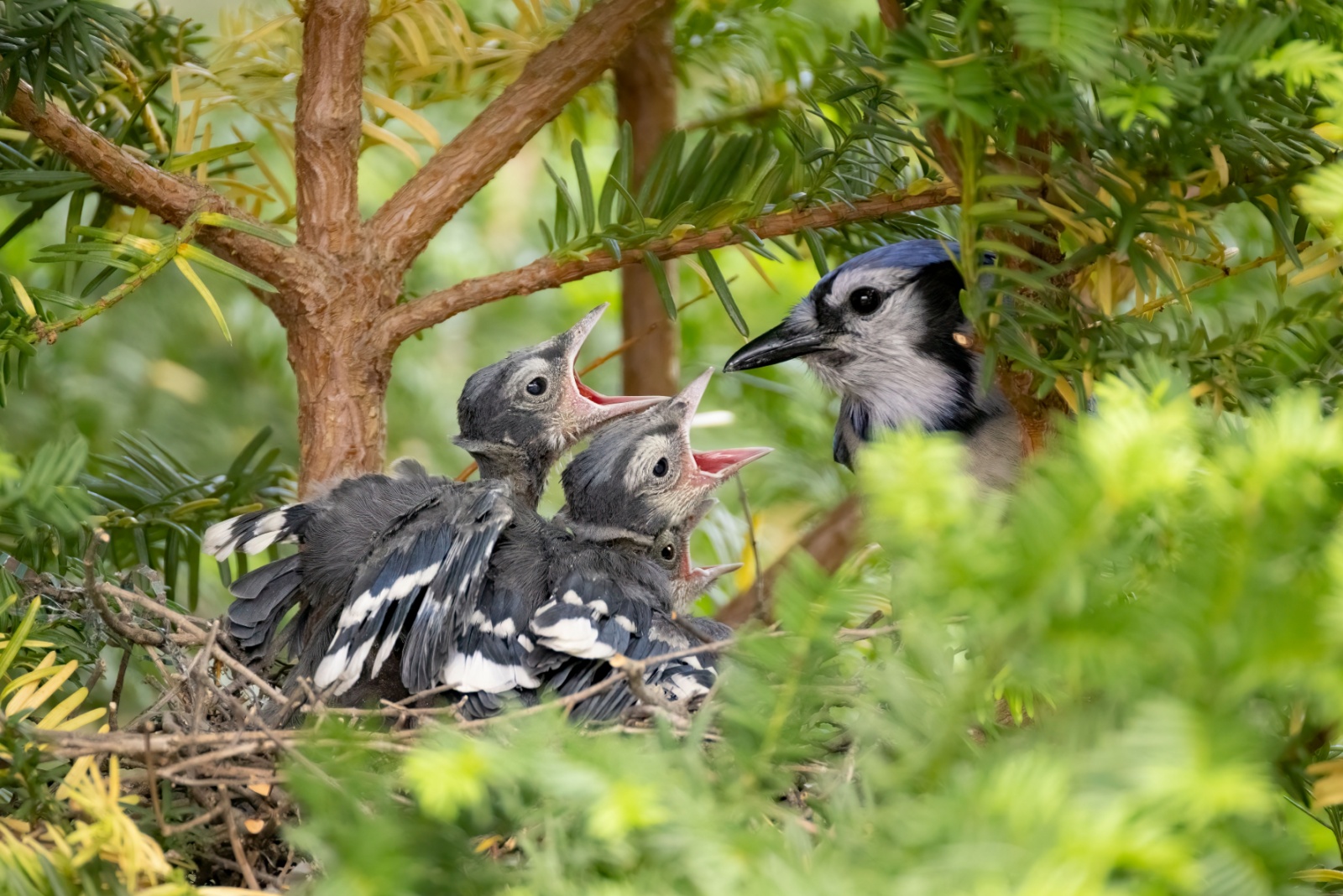 Why New Jersey Homeowners Cannot Remove Certain Bird Nests From Their Trees