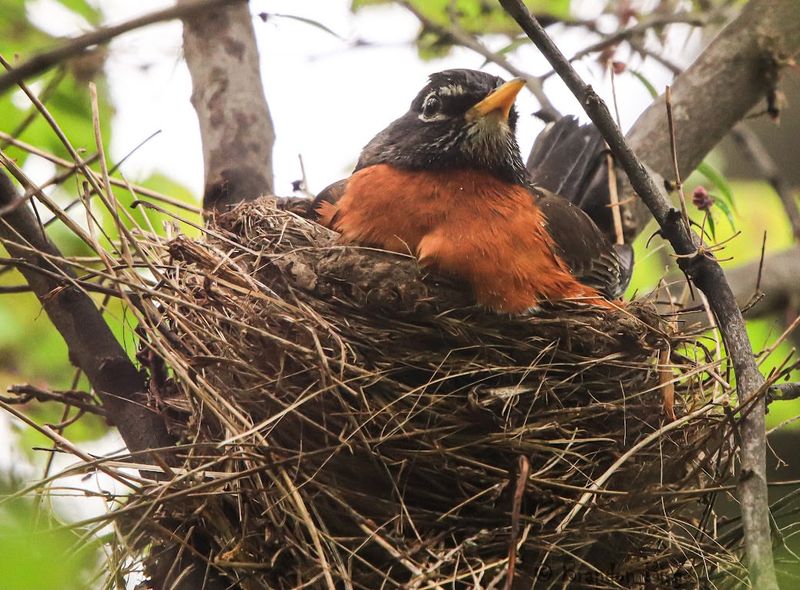 American Robin (Turdus migratorius)