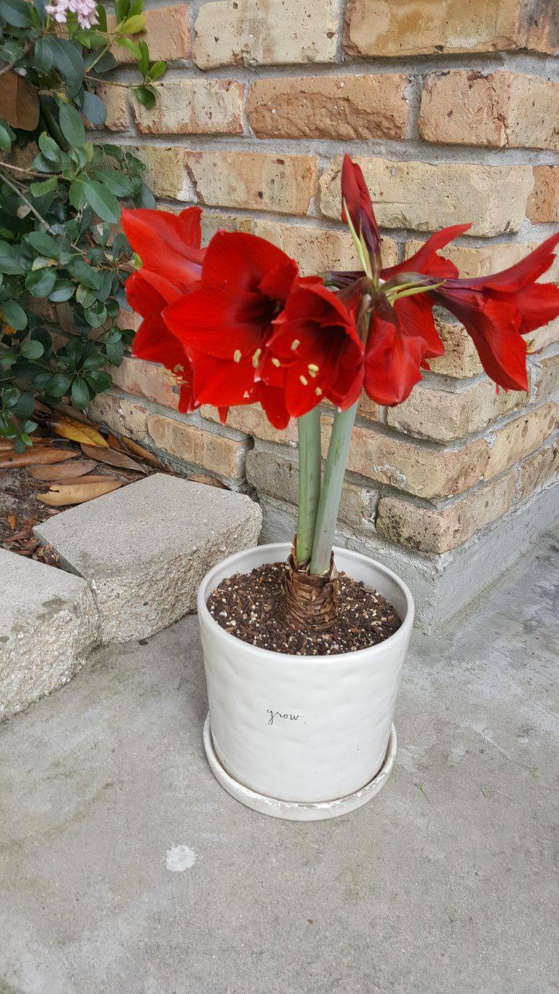 Spectacular Blooms Make A Bold Statement