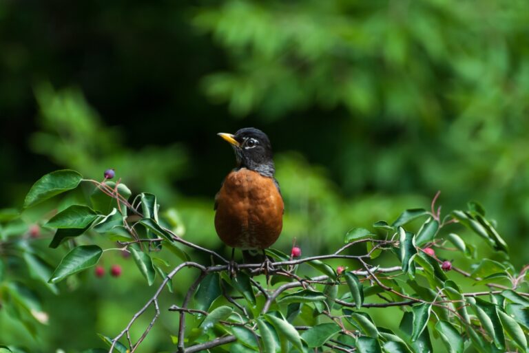 american robin perched on a serviceberry tree