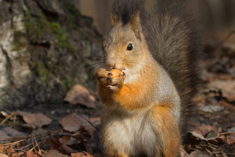 Squirrel (featured image)
