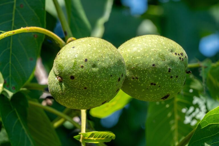 black walnut tree (featured image)