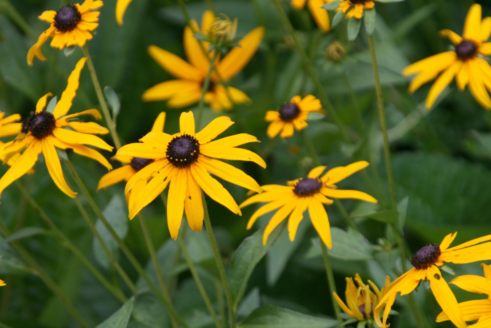 black eyed susans (featured image)