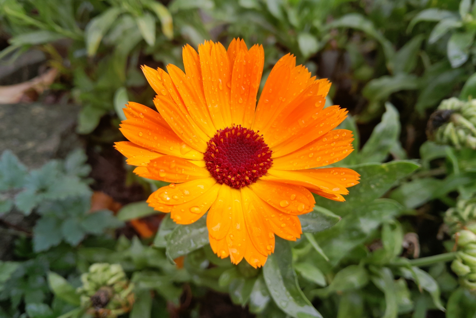 Why Oregon Gardeners Get Calendula To Bloom Deep Into December