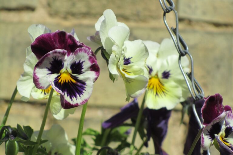 pansies