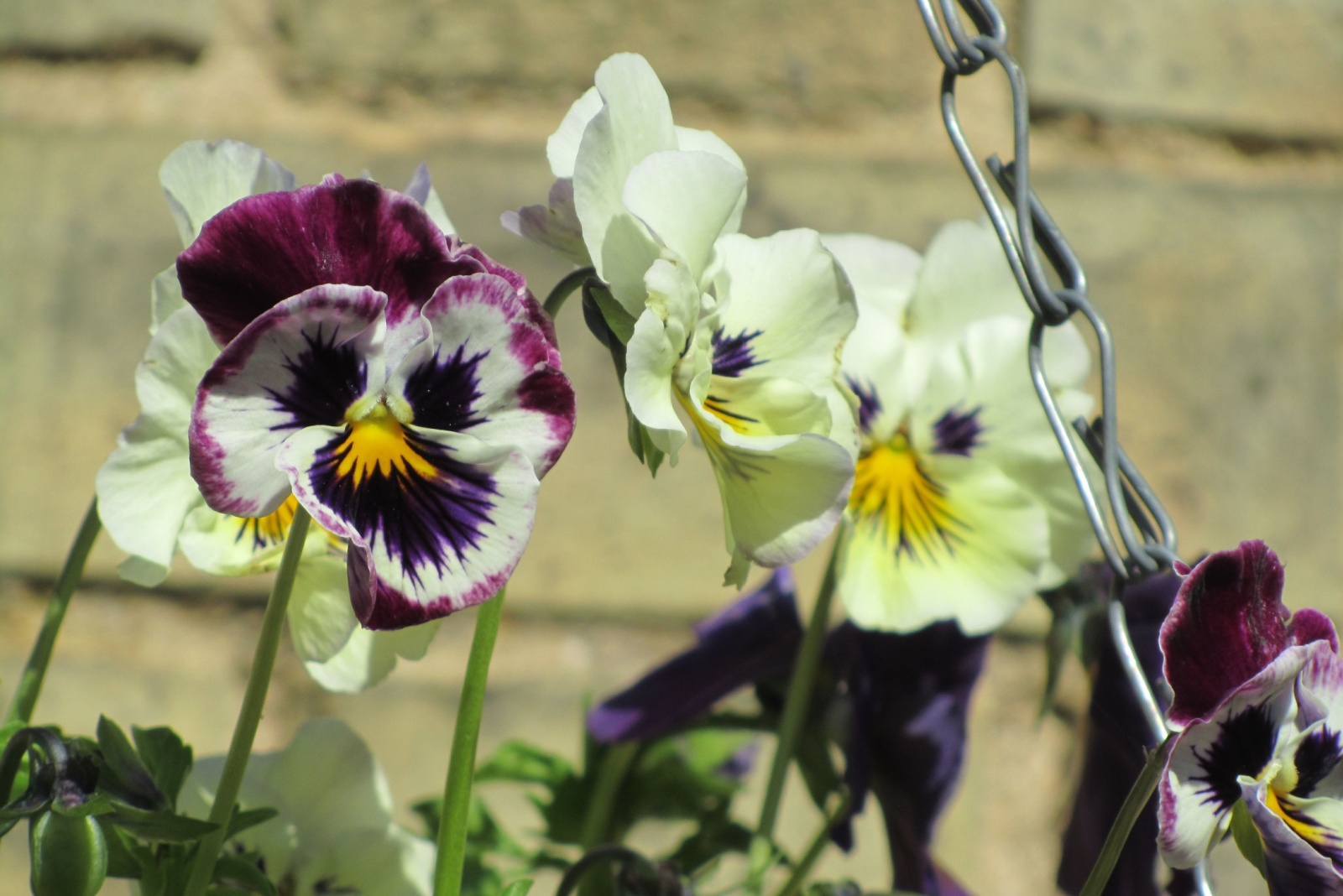 Why Pansies Are The Secret To Bright Winter Beds In Tennessee
