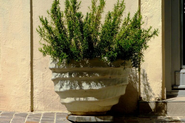 rosemary on patio