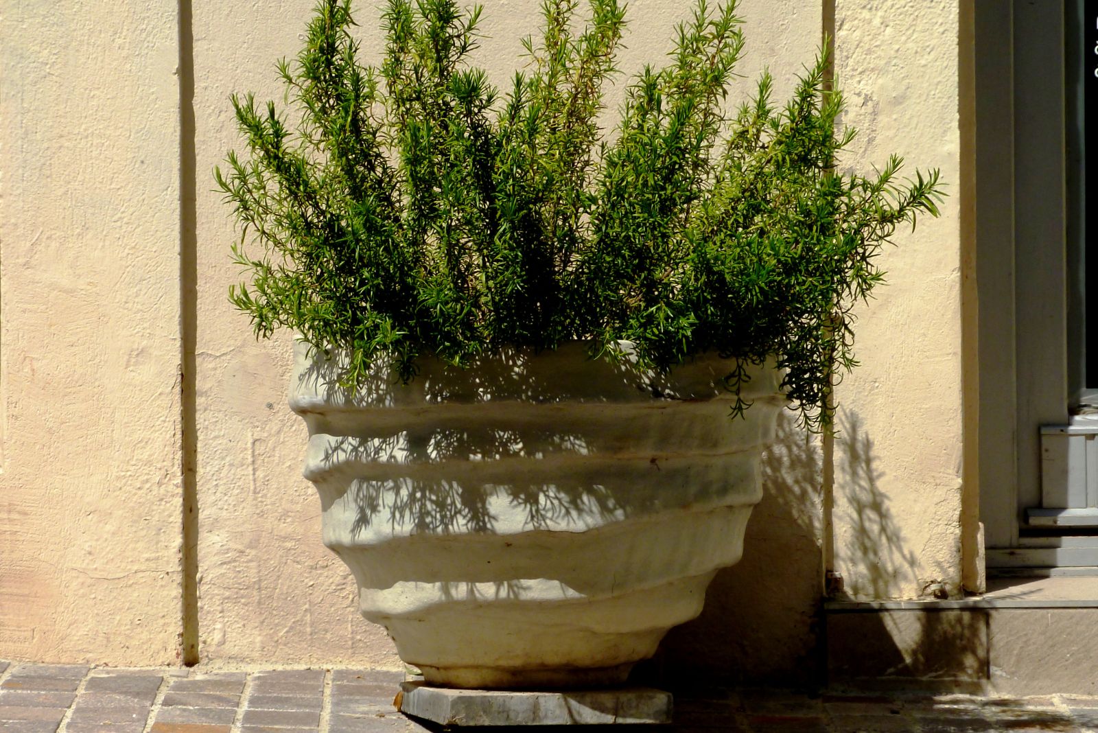 Why Rosemary Holds Hidden Benefits For Michigan Residents When Planted By The Door