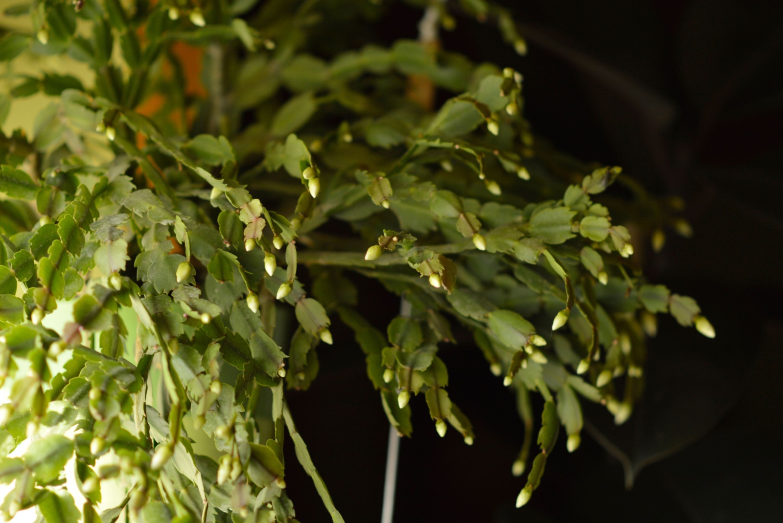 Why Shoppers In New York Keep Picking The Wrong Christmas Cactus