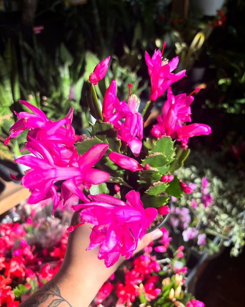 Confusing Leaf Shapes Lead To Mistakes