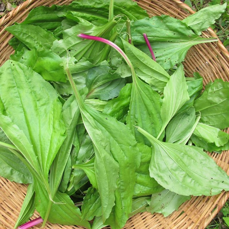 How Plantain Quietly Helps With Problems You Deal With All The Time