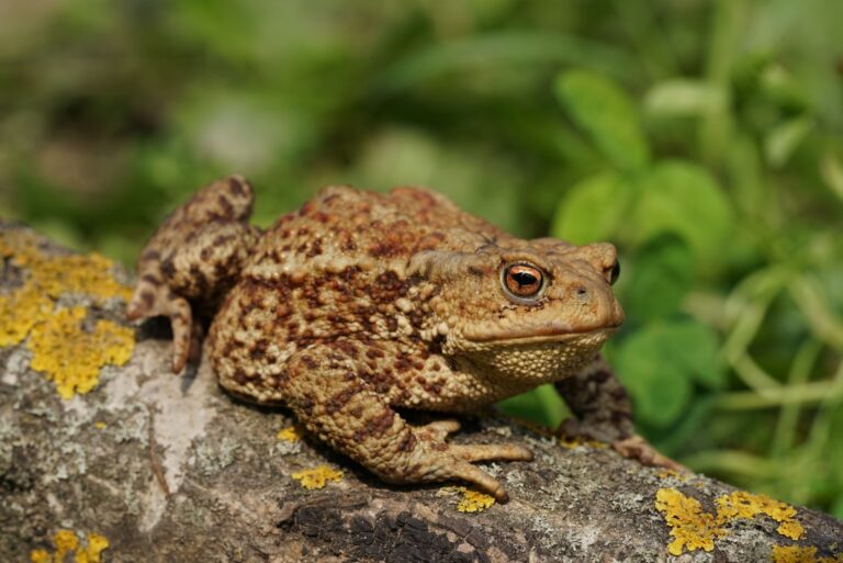 common toad on a log in garden