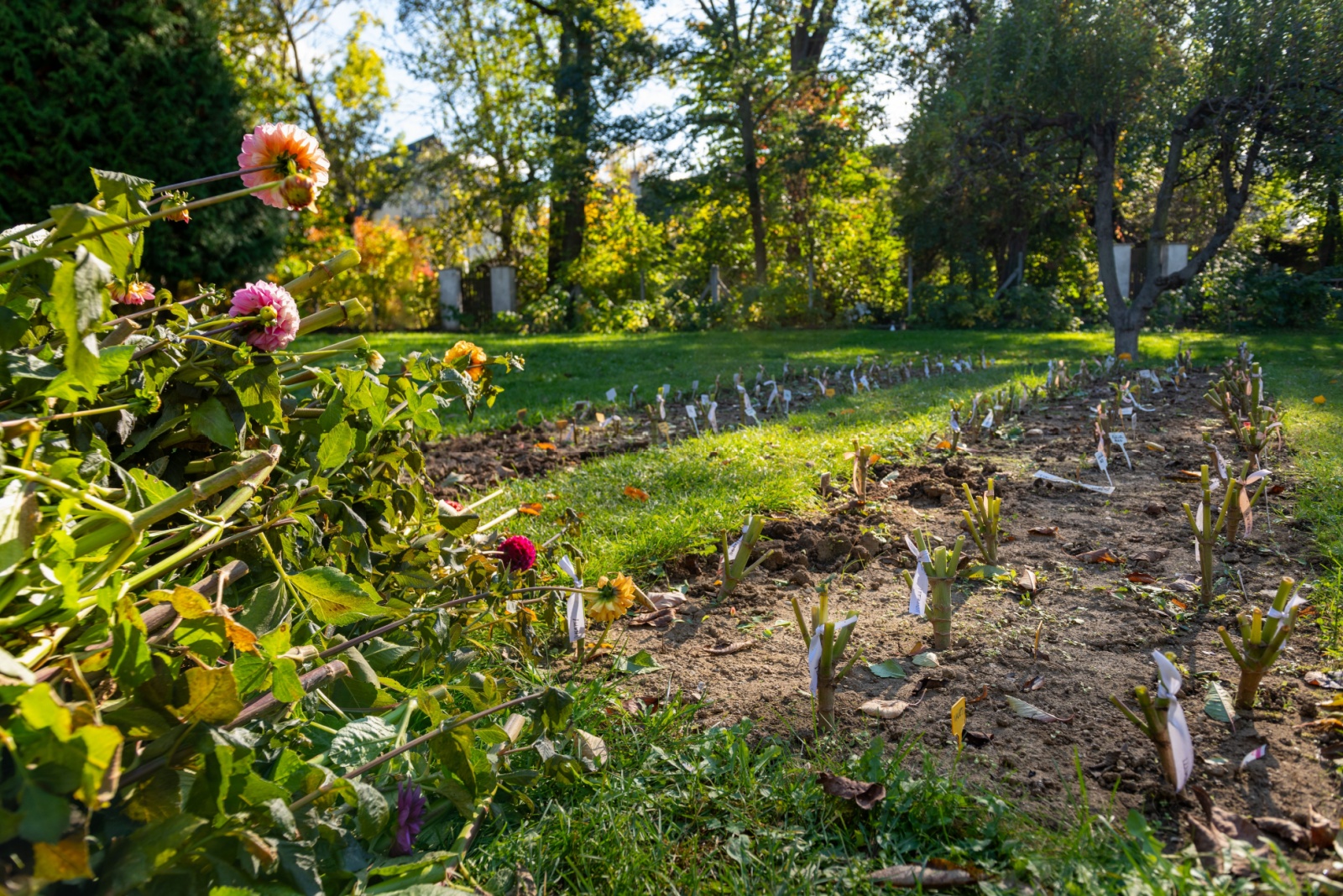 Dahlia plants cut back