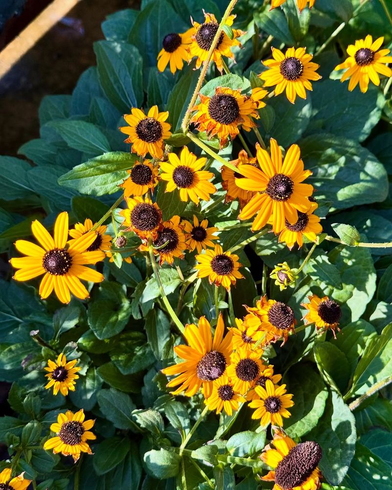 Black-Eyed Susans