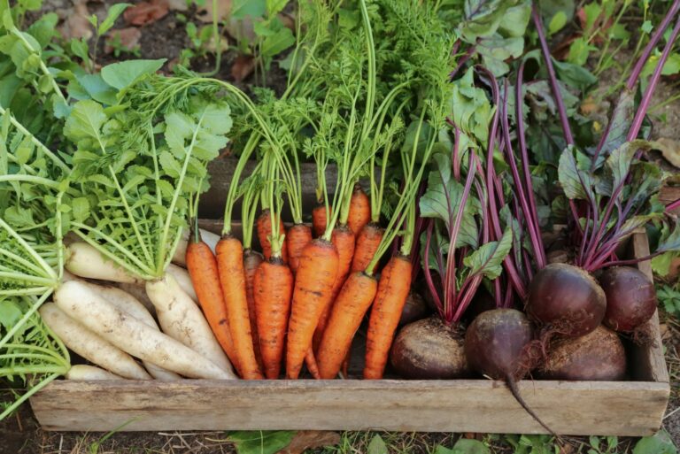 Fresh raw daikon white radish, carrot and beetroot in wooden box