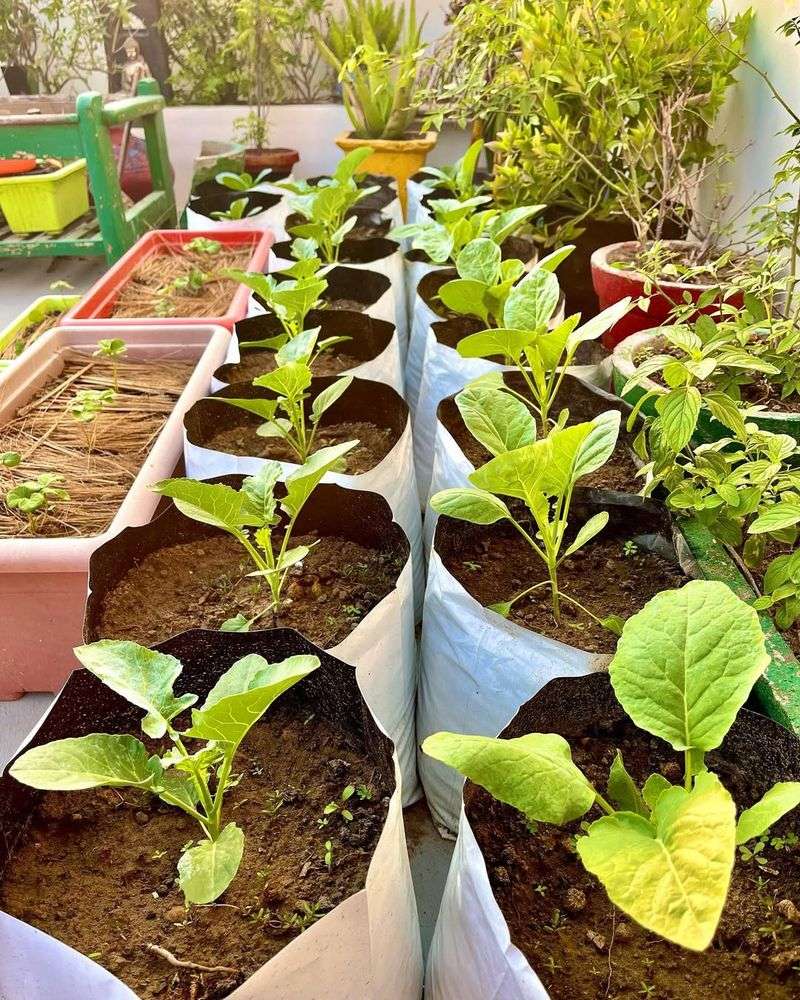 Tennessee's Mild Winter Climate Makes It Possible