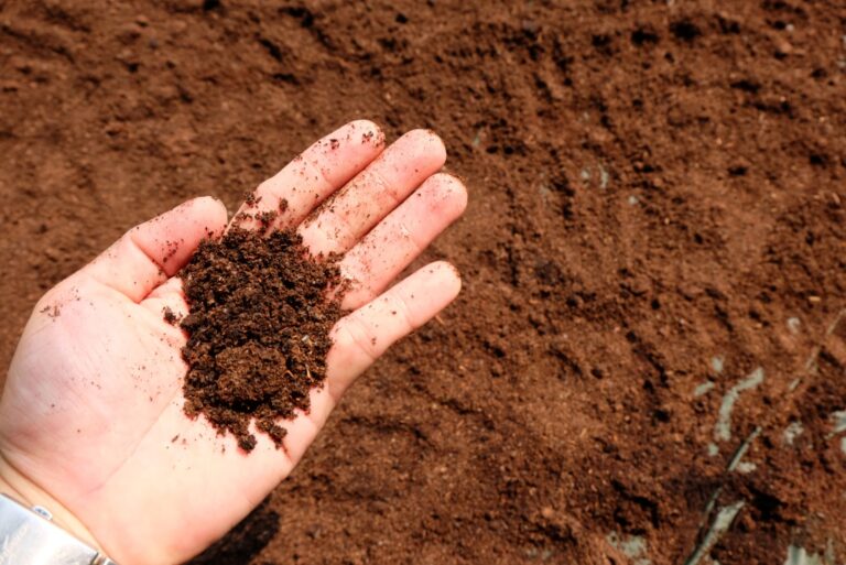 adding coffee grounds to veggie beds in winter