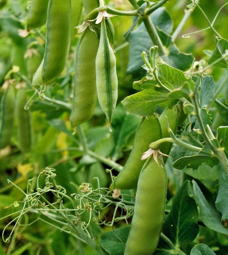 Natural Nitrogen Boost For Leafy Greens