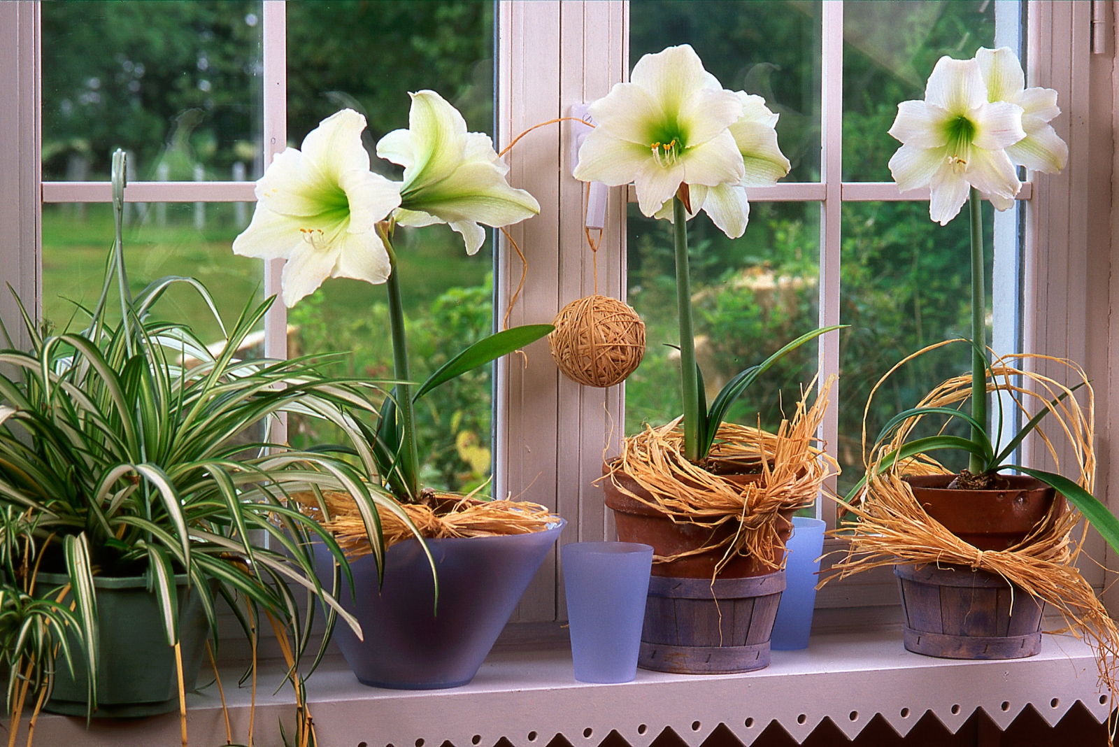 Why Texas Gardeners Are Growing Amaryllis In Places You’d Never Guess