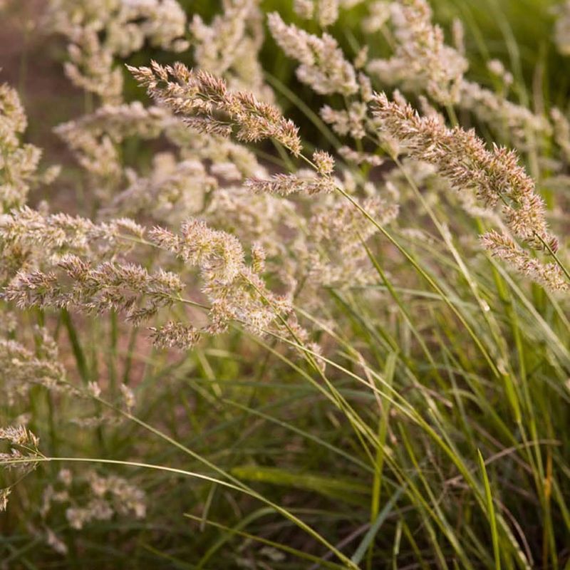 Native Grasses Thrive Without Constant Watering