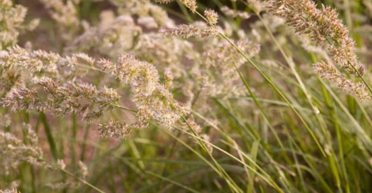native texas grass