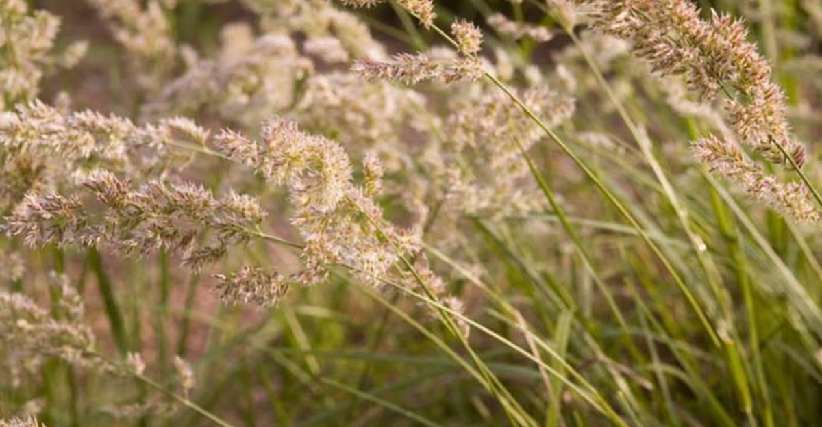 Why Texas Grasslands Pair Perfectly With PLance For A Low-Maintenance Landscape