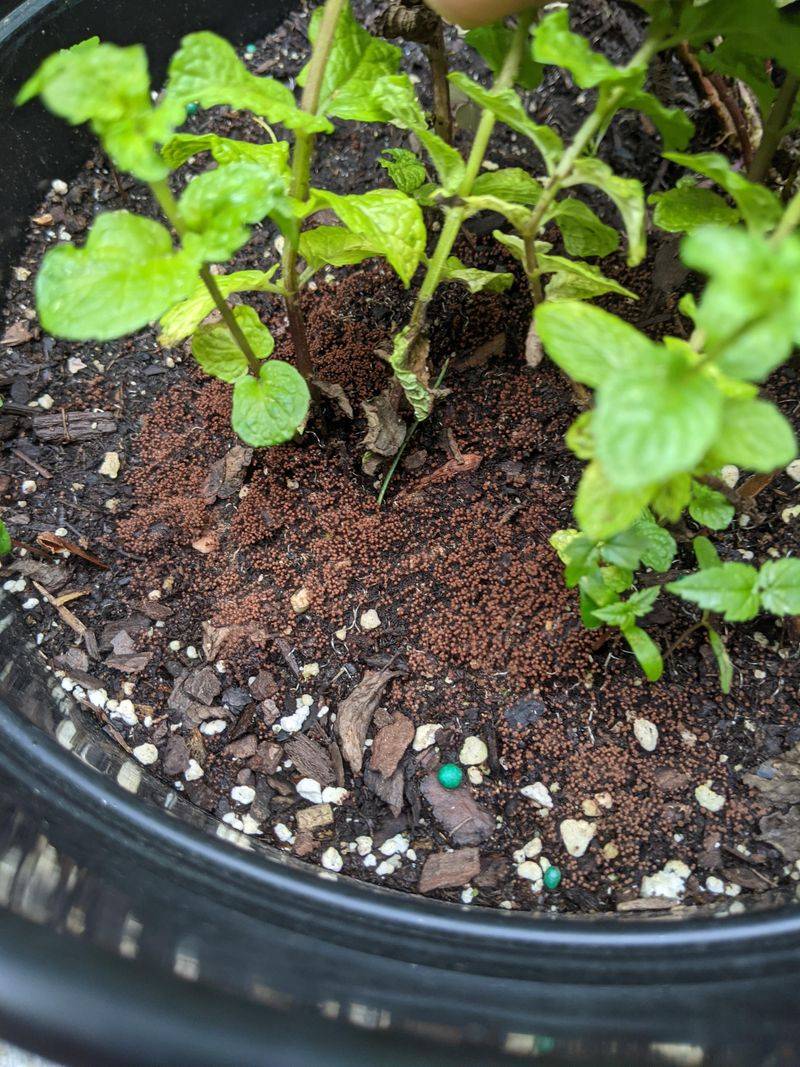 Natural Fungus Fighter