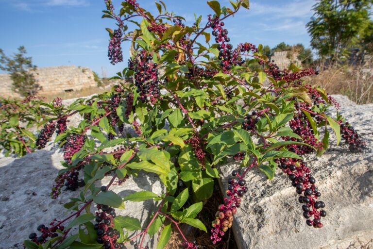 plant (featured image)