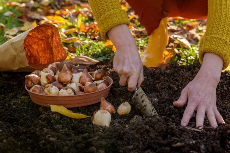 Woman planting tulip bulbs in a flower bed