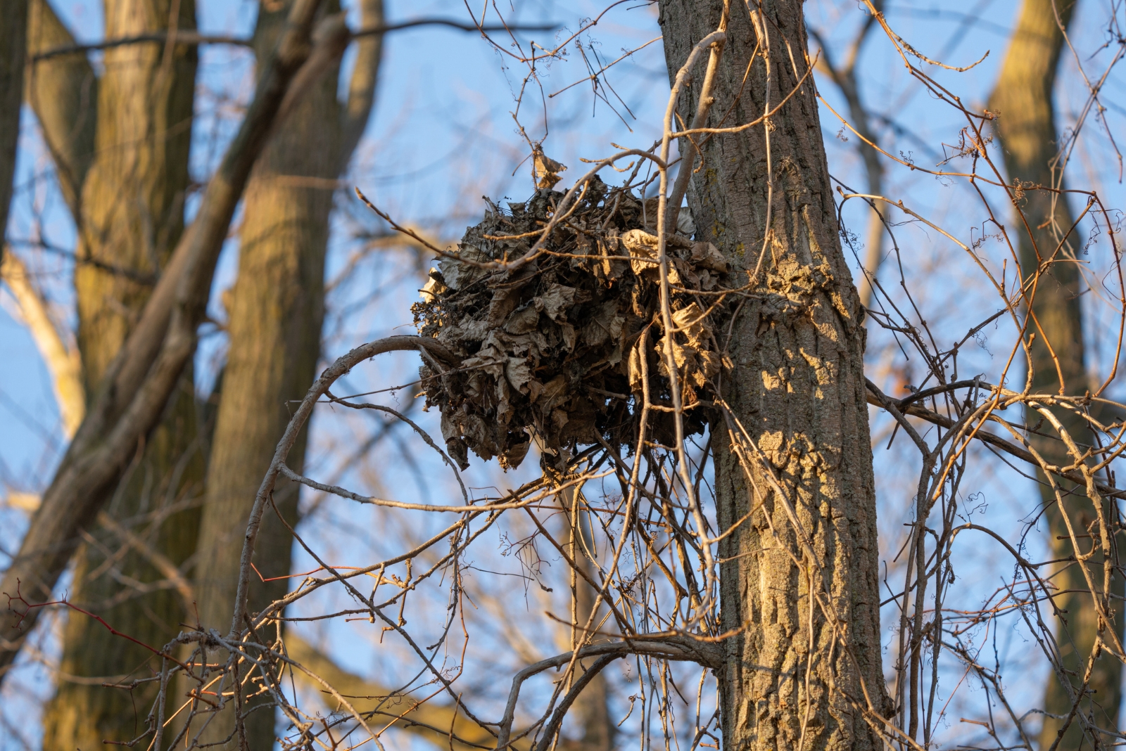 Why That Ball Of Leaves In Kentucky Trees Probably Isn’t A Nest