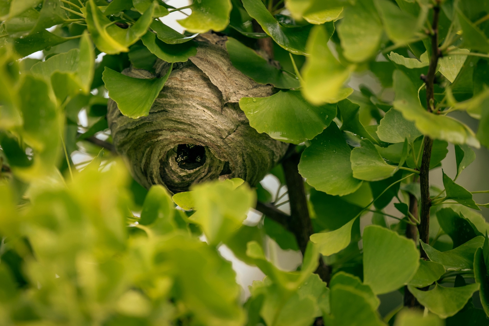 Why That Ball Of Leaves In Your Connecticut Tree Might Not Be A Bird Nest