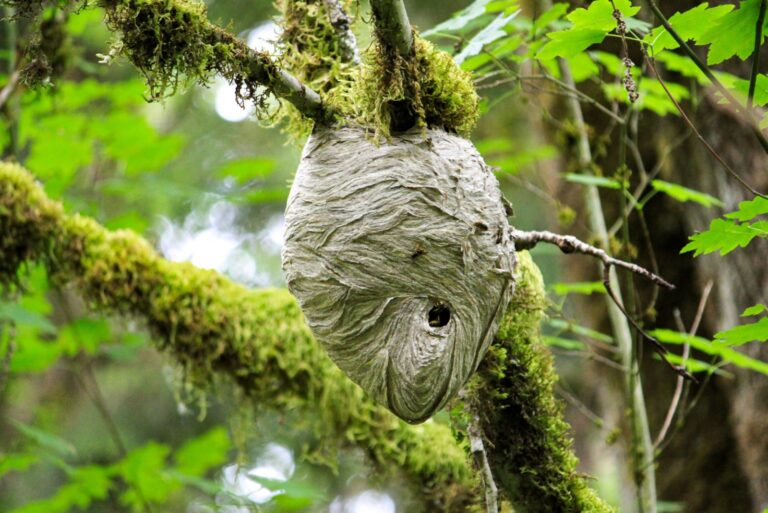 Paper wasp nest