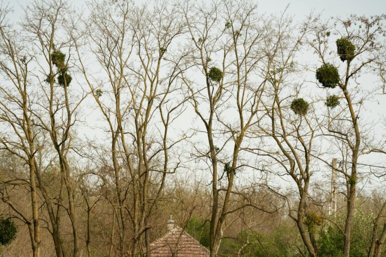 mistletoe clumps