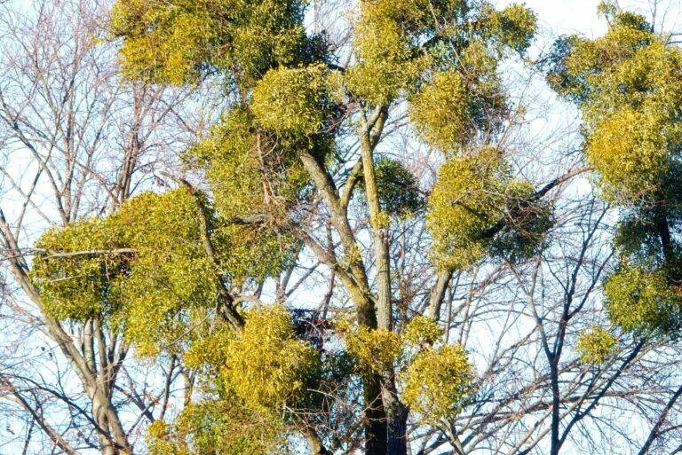 Large clumps of mistletoe in trees